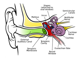 Human Ear