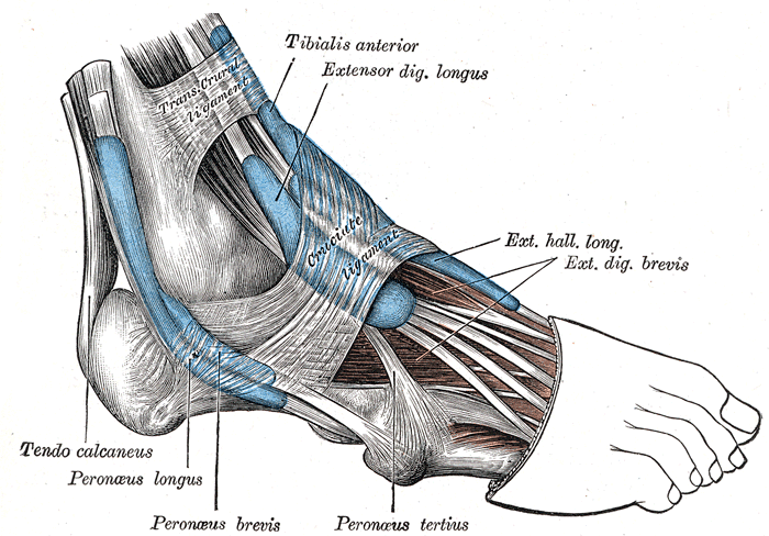 Foot Muscle Diagram