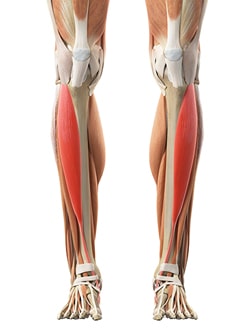 Tibialis Anterior