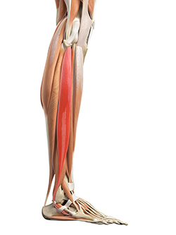 Peroneus Longus