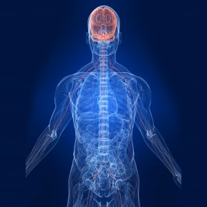 Nervous System