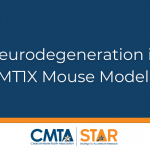 Studying Neurodegeneration in CMT1X Mouse Model